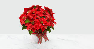 Although many americans think the poinsettia is a highly toxic houseplant, this is somewhat exaggerated. Christmas Poinsettia S Have Health Benefits Lifehack