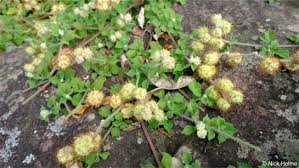 Image result for Cyathula