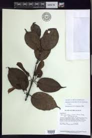 Image result for Flabellariopsis acuminata