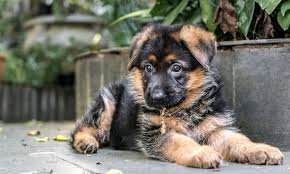 We did not find results for: Miniature Small German Shepherd Mix Novocom Top