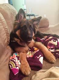 We home raise outstanding german shepherd puppies with the most amazing temperament akc black & red or solid black german shepherd puppies with outstanding pedigree! Gsd Breeder Associates Wanted In Alabama Fleischerheim German Shepherds For Sale