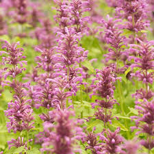 Pansies are the easiest way for new and experienced gardeners to bring if you want to leave feedbacks on best flowering bushes for sun, you can click on the rating section. New Mexico Hummingbird Mint Agastache Neomexicana High Country Gardens
