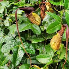 Image result for Aristolochia