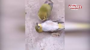 Olen Esinin Acisina Dayanamayan Kus Oldu Iddiasi Videosunu Izle Son Dakika Haberleri