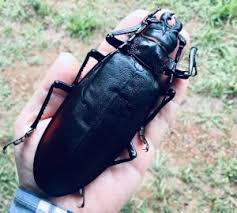 We did not find results for: 12 Of The World S Scariest Skin Crawl Worthy Insect Pests