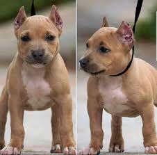 We make sure each and every puppy interacts with. Litter Of 6 American Bully Puppies For Sale In Riverside Ca Adn 40011 On Puppyfinder Com Gender Male S And American Bully Puppies Puppies For Sale Puppies