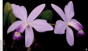 Image result for Emilia violacea