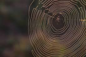 If they do, how do i get them out? How Do I Keep Spiders Off My Balcony Apartment Abc