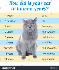 pet age concept comparison chart cat stock photo edit now