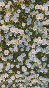 Check spelling or type a new query. Aesthetic Wallpaper Daisy Flowers Novocom Top