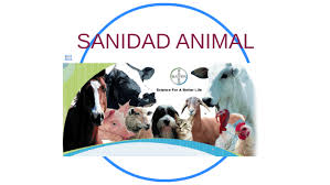 SANIDAD ANIMAL by Johanna Angarita on Prezi