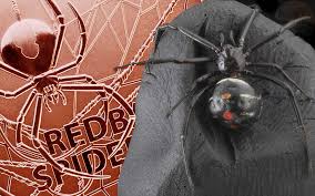 Xp 800 n large vermin init +2; Lpm And The Royal Australian Mint Debut The Redback Spider Bullion Coin In Silver And Gold Agaunews