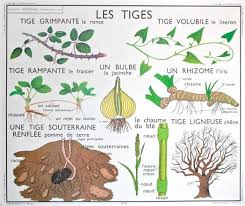 Les Tiges Affiche Scolaire Affiches Scolaires Affiche Botanique Affiche