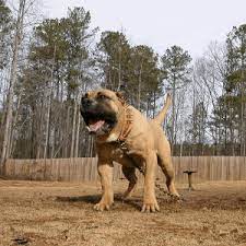 Unfortunately, this also meant the presa canario was also often used in dogfighting. Pin On Dogs