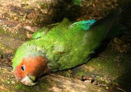 Foto burung cucak ijo mati : Cek 12 Jenis Penyakit Burung Kicau Dan Pengobatannya Snot Patek Dan Tetelo