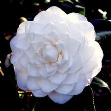 Sea Foam Japonica Camelia White Flowers Garden Camellia Plant Planting Roses