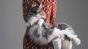 Our largest, micky, is 33 pounds and we have had girls reach 18 pounds at 1. Maine Coon Cats Gentle Giants Of The Feline World Howstuffworks