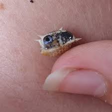 So just what is a sunfish? Is This A Baby Sunfish Found By My Niece Southern Coast Nsw Australia Marinebiology