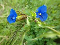 Image result for Commelina congesta
