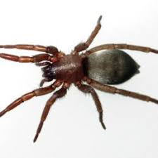 Spiders In Oregon Species Pictures