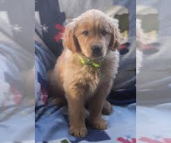 View Ad Golden Retriever Puppy For Sale Near Wisconsin Milwaukee Usa Adn 196506