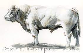 charolais photo de bovins dessins loulou dessin animaux vache coloriage roi lion