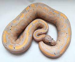 Black Pastel Banana Pos Specter Ball Python Ball Python Pet Snake Cute Reptiles