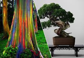 The bonsai variety has the smallest leaves in the eucalyptus family and it is these smaller leaves that make them so popular. The Forest Of Rainbow Trees World S Most Expensive Bonsai