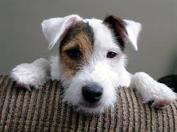 purebred star jack russell terrier jack russell dogs parson russell terrier jack russell terrier
