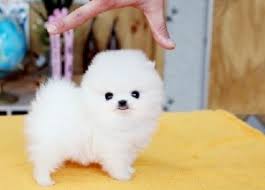 Free classified ads for pets and everything else. Puppy For Sale In Minnesota Petswall