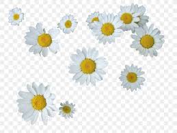 Common Daisy Editing Flower Png 1280x960px Common Daisy