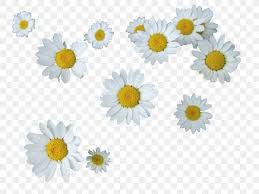 common daisy editing flower png 1280x960px common daisy