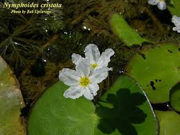 Image result for Nymphoides forbesiana