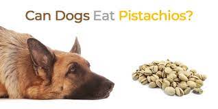 Can Dogs Eat Pistachios Is It Safe Gooddogsco Com