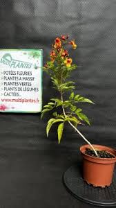 Image result for Tecoma fulva