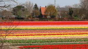 About 80% of the world's flower bulbs come from the netherlands. Visit A Tulip Farm Near Amsterdam Tulip Festival Amsterdam