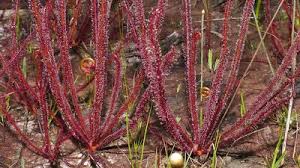 Image result for Secamone filiformis