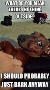 10 Hilarious And True Dachshund Memes That Will Totally Make Your Day