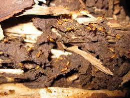 Our service eliminates both the annoying pests and the worry about using toxic. Alpha Ecological Pest Control Company Nairobi Kenya Contact Phone Address 33 Reviews