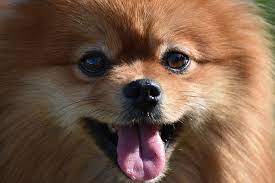 Top 14 Longest Living Dog Breeds With Longest Lifespan Mylilpaw