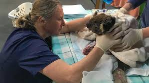Amid Australia S Devastating Wildfires Animal Rescue Groups Working Overtime