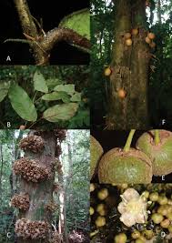 Image result for Drypetes gerrardii