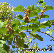 Image result for Grewia villosa