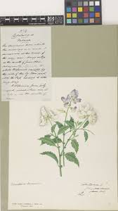 Image result for Crotalaria namuliensis