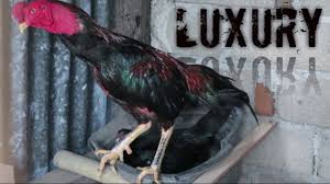 Warna ayam pamangon wido yang bagus. Phakoy Si Pematah Leher Ketemu Mas Nok Senior Ayam Bangkok Di Lombok Part25 By Elang Lombok