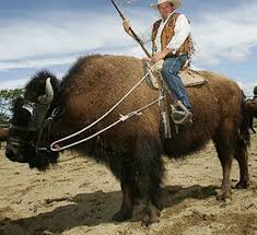 Maybe you would like to learn more about one of these? Riding An American Buffalo Pet Birds Buffalo Pictures Buffalo Art