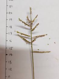 Image result for Urochloa reptans