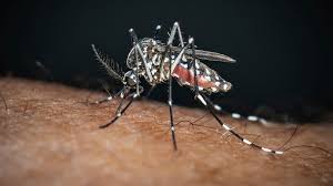Image result for Dengue