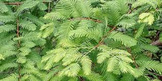Skip the stress of parking and reserve your guaranteed spot now. Parking Area Archives Atlanta Botanical Garden