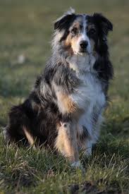 Again, the australian shepherd toy dog is fairly popular, but is a completely separate breed. Australian Shepherd Appearance Characteristics And Hd Photos